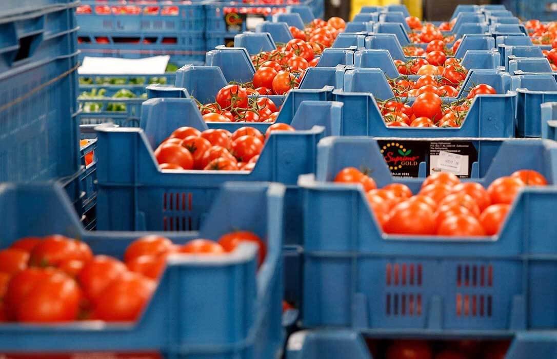تأثيرات “البريكسيت” بدأت في الظهور.. المغرب يتجاوز إسبانيا في صادرات الطماطم نحوبريطانيا
