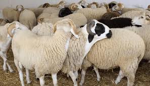 أسعار الأغنام والماعز لم تتغير مقارنة بالسنة الماضية