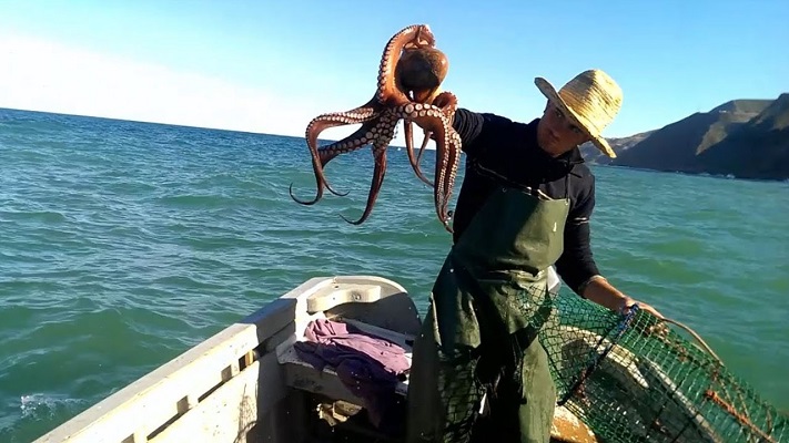 الداخلة : قرار بزيادة 5700 طن من الأخطبوط للحصة الموسمية جنوب سيدي الغازي