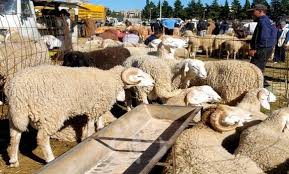 لفك أزمة غلاء الأسعار أزيد من 7 آلاف راس من الماشية موجهة للذبح