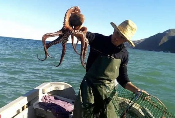 يوم فاتح يوليوز موعد إستئناف نشاط صيد الأخطبوط