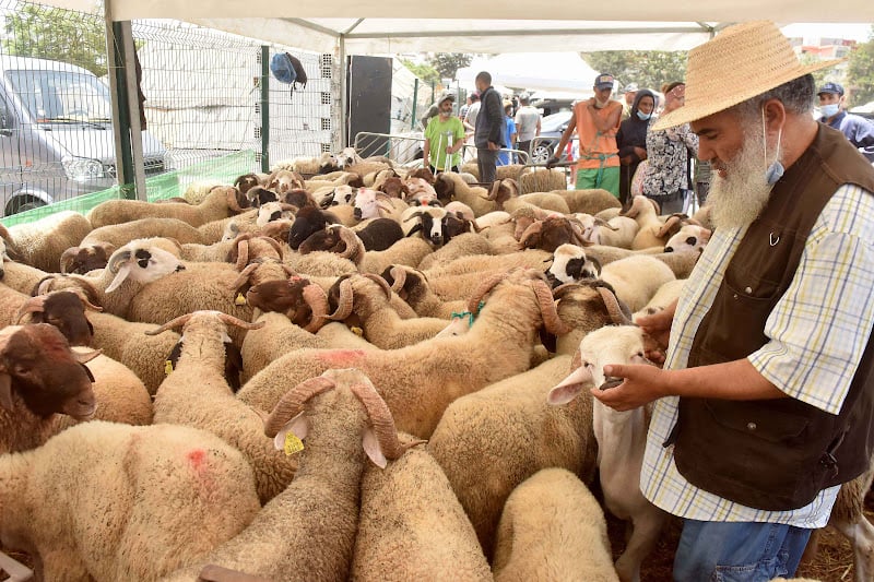 المغرب استورد 450 ألف رأس من الماشية من إسبانيا ورومانيا