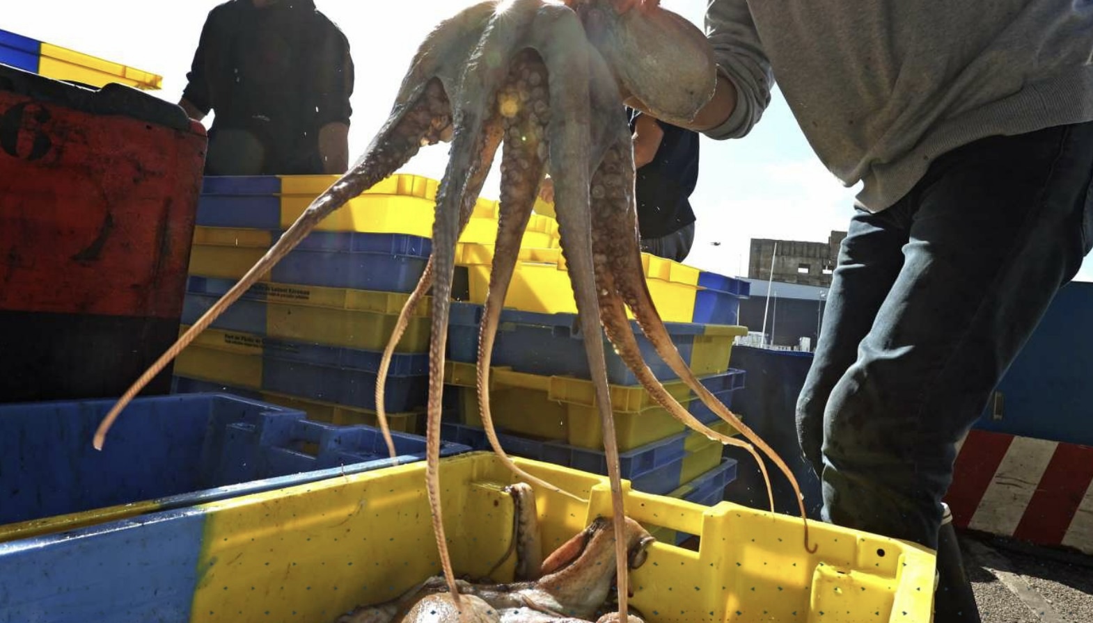 ميناء العيون.. يحقق مؤشرات متقدمة مع إنطلاق موسم صيد الأخبطوط