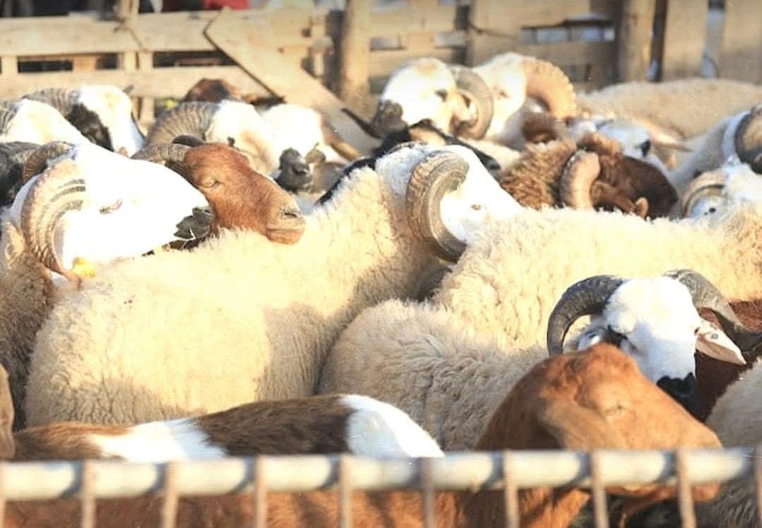 إرتياح عميق يعم الأقاليم الجنوبية للمملكة بعد قرار الملك عدم إقامة شعيرة ذبح الأضحية