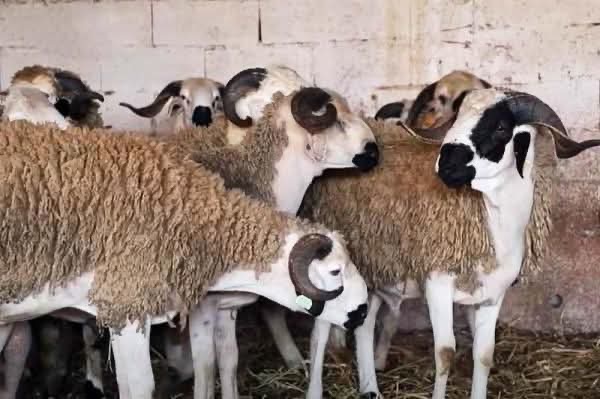 السمارة: تنزيل صارم لتعليمات منع ذبح الأضاحي خلال عيد الأضحى