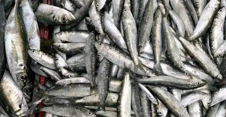 الدريوش: قرار منع تصدير السردين المجمد سيؤمن أسعارًا معقولة في الأسواق