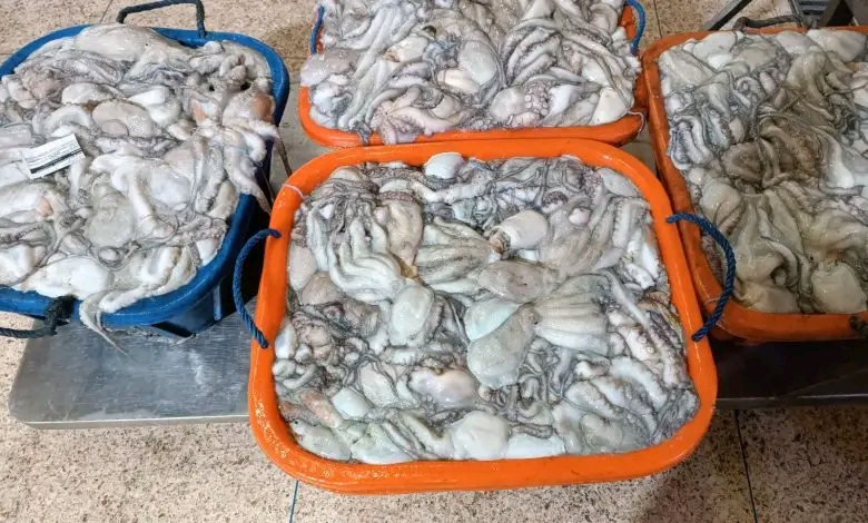 طرفاية .. إستنفاد أزيد من 47 في المائة من كوطا الأخطبوط