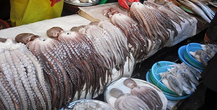 بعد انتهاء شهر المنع.. مهنيّو الصيد يترقبون عودة نشاط صيد الأخطبوط بين العيون وطانطان