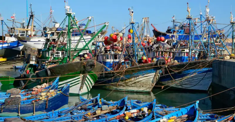 بوجدور: تعليق مؤقت لرحلات صيد السردين بسبب ندرة المصطادات وتأثر الميناء اقتصادياً