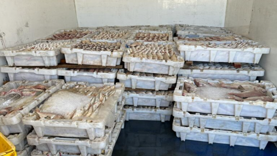 حجز وإتلاف شحنة أسماك غير قانونية بطرفاية بعد ضبط مخالفات في المصدر والحجم