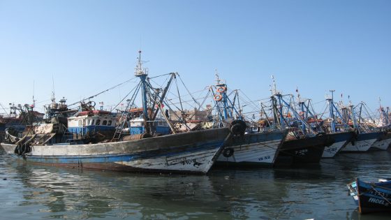 تراجع حاد في مفرغات الصيد بميناء الداخلة خلال الربع الأول من 2026 وسط ضغوط على الثروة السمكية بالأطلسي الجنوبي