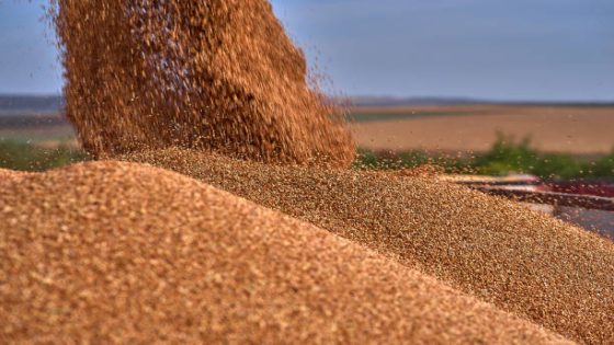 Close up view of combine harvester pouring a tractor-trailer with sorghum during harvesting. Harvest season sorghum in summer. Sunny blue sky and copy space.